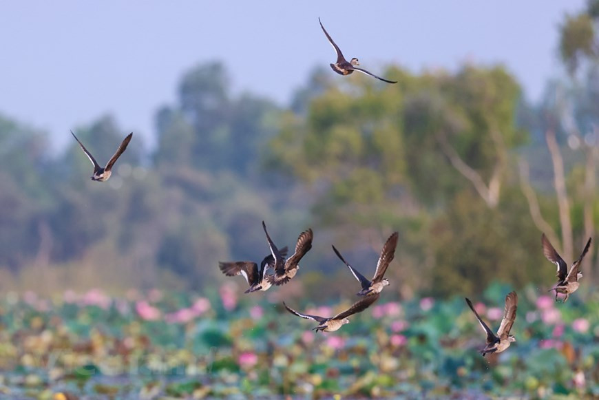 Los tipos más comunes son cigüeñas blancas, sesbania sasban, jacana bronceada, avefría ceniza (Rusia), garcilla china, Nycticorax nycticorax, garza imperial, milano brahmán. (Fuente: Vietnam+)