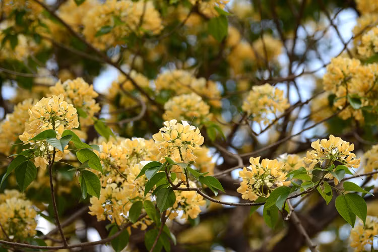 La belleza del árbol. (Foto: VNA)
