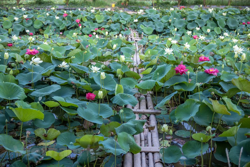 El área para plantar y desarrollar preciosas especies de loto en Gia Lam crea un lago separado y colorido (Foto: Vietnam+)