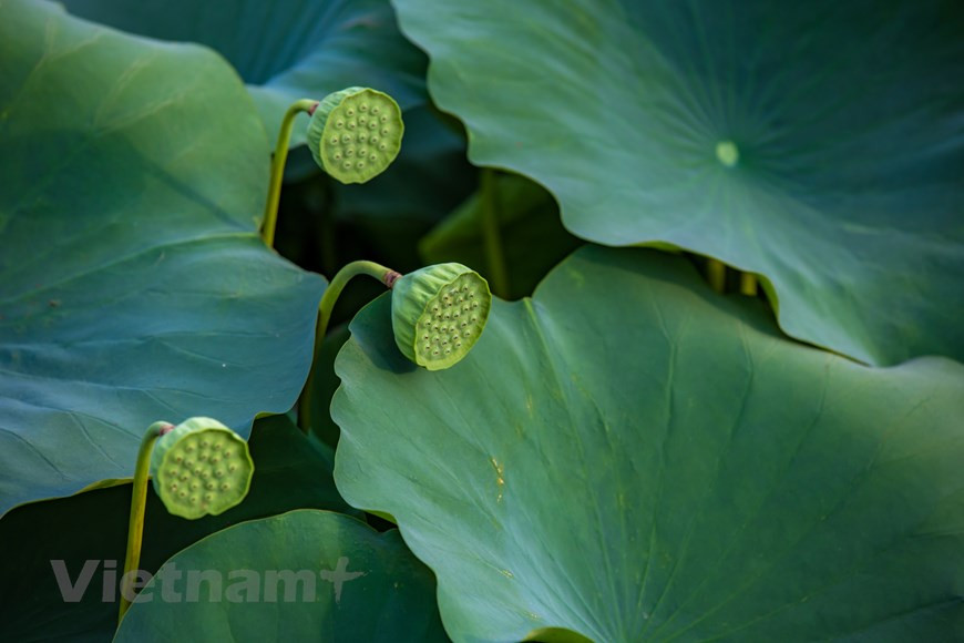 Miles de flores de loto tiñen el lugar de múltiples colores desde rosa, amarillo, blanco y rojizo, entre otros (Foto: Vietnam+)