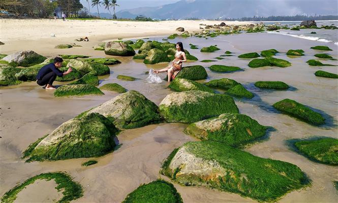 Los turistas disfrutan tomando fotos en la playa cubierta de musgo. (Fuente: VNA)