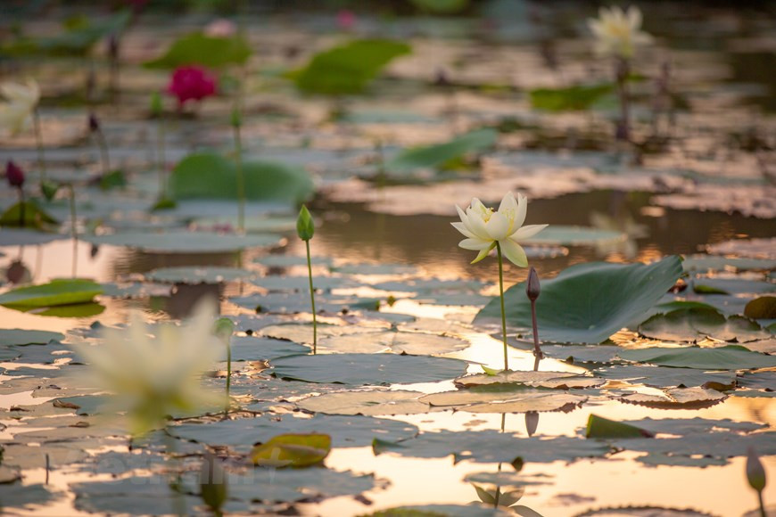 A unos 13 kilómetros del centro de Hanoi, los visitantes se sorprenderán al ver un lago de lotos con muchas variedades (Foto: Vietnam+)