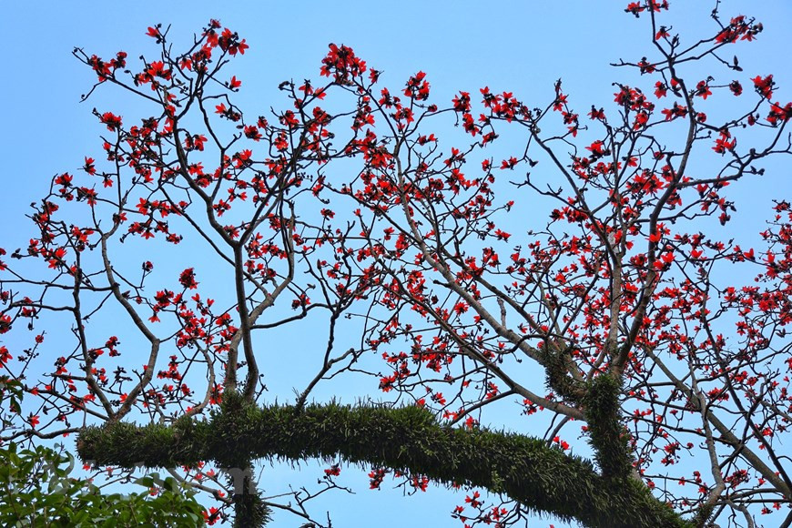 Cuenta la leyenda que el antiguo árbol del algodonero rojo se remonta a la antigua pagoda de mil años. (Fuente: VNA)