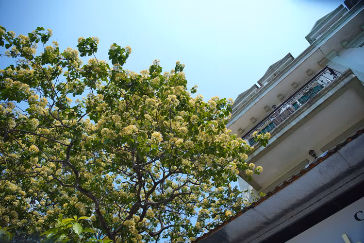 Esa especie se encuentra en frecuencia en el centro de Vietnam. Es raro contemplar un árbol crateva unilocularis buch tan gran y antigua como este en una aldea norvietnamita. (Foto: VNA)