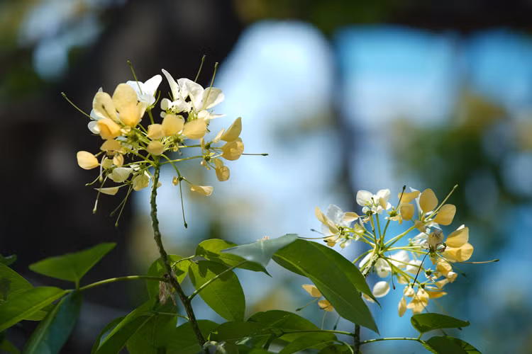 Sus flores son blancas y a veces, anaranjadas. (Foto: VNA)