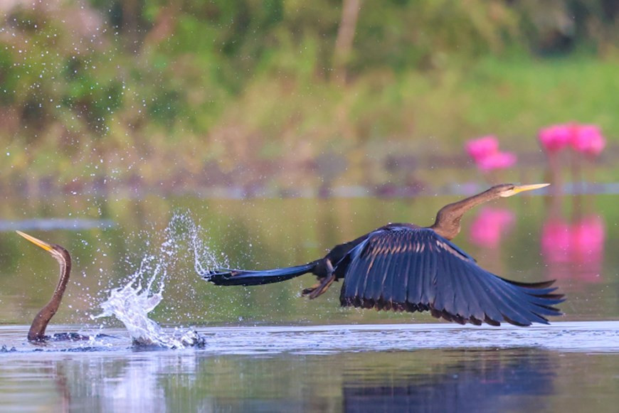 Los tipos más comunes son cigüeñas blancas, sesbania sasban, jacana bronceada, avefría ceniza (Rusia), garcilla china, Nycticorax nycticorax, garza imperial, milano brahmán. (Fuente: Vietnam+)