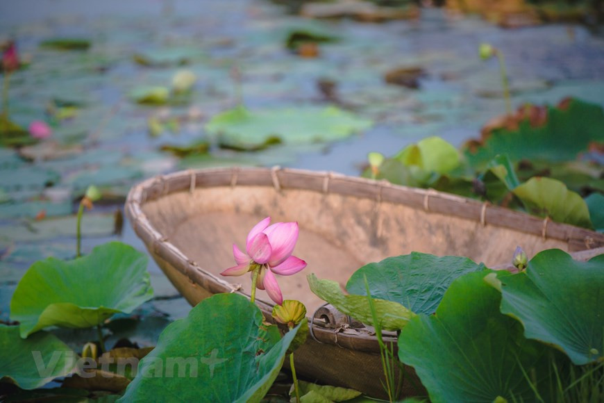 El loto debe cosecharse y distribuirse e antes de que brille el sol (Foto: Vietnam+)