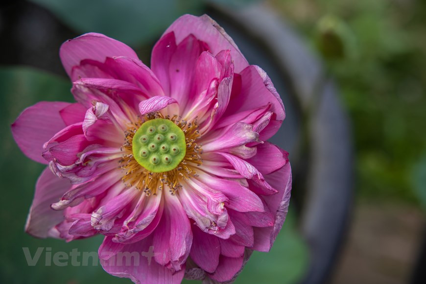 Variedad de loto Mid Nights Lotus (Foto: Vietnam+) 