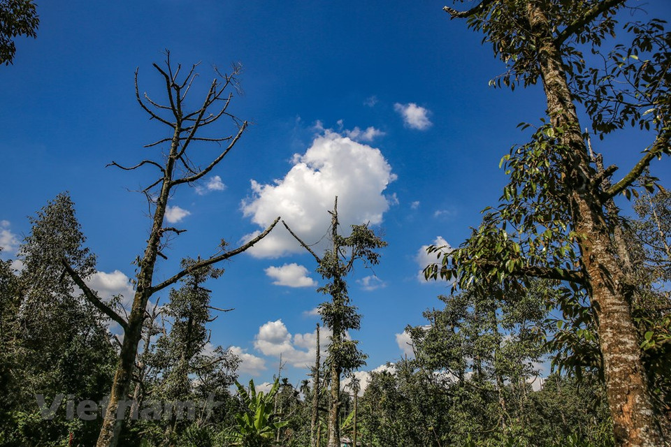 Según datos oficiales, en el período 2015-2016, la salinización y la sequía afectó casi 400 mil hectáreas de la tierra dedicada al cultivo arrocero en las localidades ribereñas, o sea, el 35 por ciento de la superficie total de los campos del grano en la región sureña. De acuerdo con un estudio sobre los escenarios de cambio climático en Vietnam, se prevé que podría desaparecer por siempre en el año 2100 el 40 por ciento de la región sureña, el cual provee hogar a un 20 por ciento de la población vietnamita, y se encarga del 50 por ciento de la producción arrocera nacional (Fuente: Vietnam+)