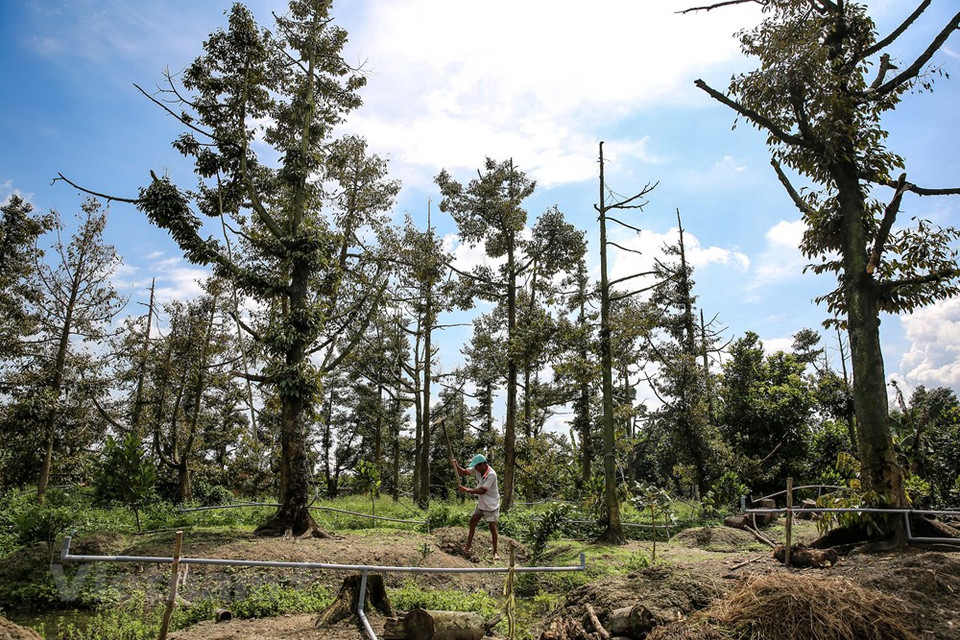 Para proteger los huertos de los impactos del cambio climático, los ministerios relevantes y otras agencias deben monitorear de cerca los planes agrícolas en el delta y hacer pronósticos sobre la intrusión de agua salada, la sequía y las plagas e informar a las autoridades sobre las medidas para prevenirlos, dijo. Se pronostica que el agua salada del mar ingresará entre 15 y 20 kilómetros más profundos en los ríos que el promedio el próximo año. El delta tiene 362 mil hectáreas de frutas, lo que representa el 34 por ciento de la superficie total de los cultivos frutales del país, incluidos productos de alto valor para la exportación como el durián, el pomelo y el mango. El año pasado, sus exportaciones ascendieron a tres mil 700 millones de dólares (Fuente: Vietnam+)