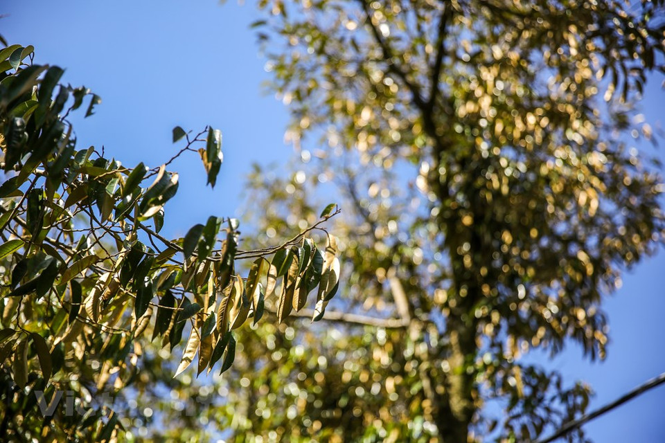 La región central de Vietnam está en alto riesgo de sequía de marzo a mayo, los meses restantes de la estación seca, advirtió el subdirector del Centro Nacional de Pronóstico Hidrometeorológico Vu Duc Long. Debido a los impactos de la Oscilación del Sur de El Niño (ENSO), es probable que la temperatura promedio en todo el país aumente en 0,5-1,5 grados Celsius, amplió. Es muy probable que las provincias vietnamitas de Thanh Hoa, Ninh Thuan, Binh Thuan, la altiplanicie central (Tay Nguyen) y la región sudoriental del país sean afectadas por la sequía de marzo a mayo, mientras que la costa central enfrentaría además la intrusión de agua salada de junio a agosto, lo que hará las afectaciones más severas que en la última estación seca (Fuente: Vietnam+)