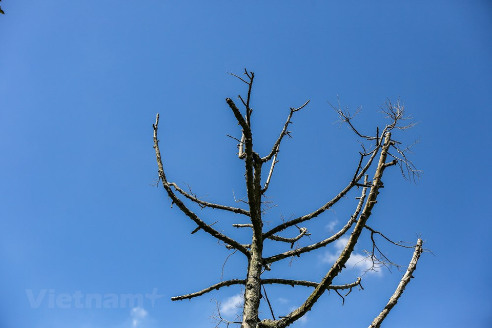 El Ministerio de Agricultura y Desarrollo Rural de Vietnam (MARD) propuso recientemente un paquete de ayuda por valor de 22 millones de dólares para hacer frente a la sequía y la intrusión de agua salada en 2020. La iniciativa tiene como objetivo ayudar a llevar a cabo soluciones urgentes para combatir esos fenómenos climáticos extremos, como bombear agua, dragar canales, mantener obras de riego, construir terraplenes temporales para retener agua dulce, cavar estanques y pozos, y extender la red de tuberías de agua. El presupuesto se destina también a la compra de equipos para filtración y almacenamiento de agua, y entrega de agua a áreas residenciales, hospitales y escuelas que enfrentan escasez del líquido vital (Fuente: Vietnam+)