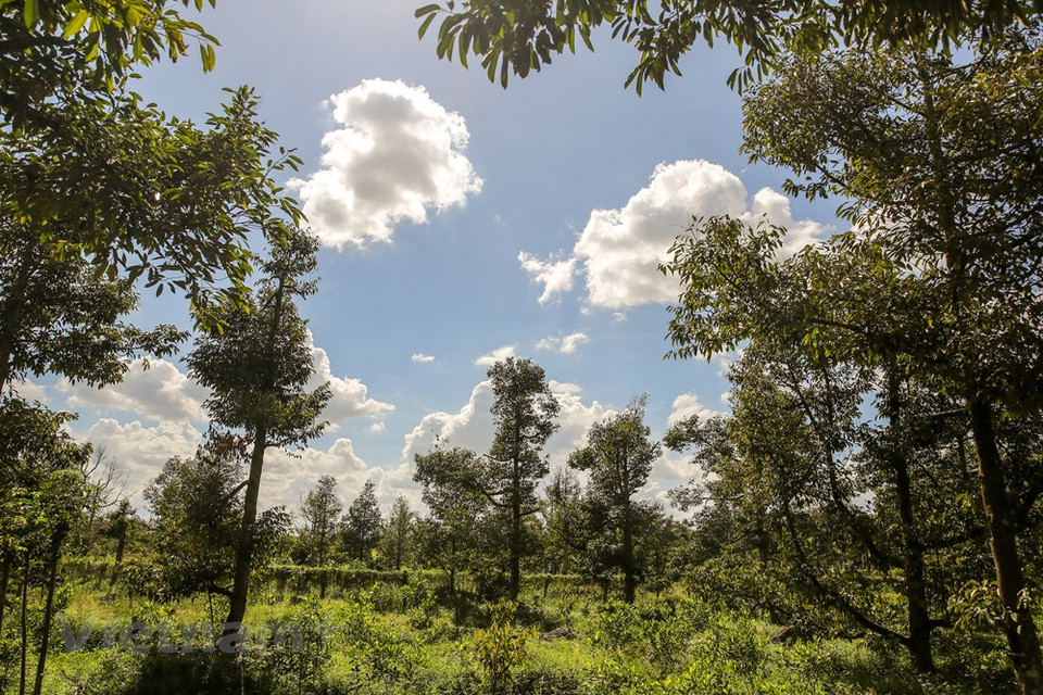 La situación de salinización de tierra en el Delta del río Mekong, el mayor granero de Vietnam, en 2020 fue más severa que el promedio de varios años, pronosticó Phung Tien Dung, representante del Centro nacional de Pronóstico Hidrometeorológico. El flujo de agua al Delta del Mekong en los primeros dos meses del año será muy limitado, aproximadamente de 10 a 30 por ciento menor que el promedio de varios años, explicó. En casos extremos, las sequías, la escasez de agua y la intrusión salina resultó peores que la situación en el período de 2015 a 2016, debido a la prolongada falta de lluvia, junto con la sobreexplotación de los recursos hídricos en la cuenca (Fuente: Vietnam+)