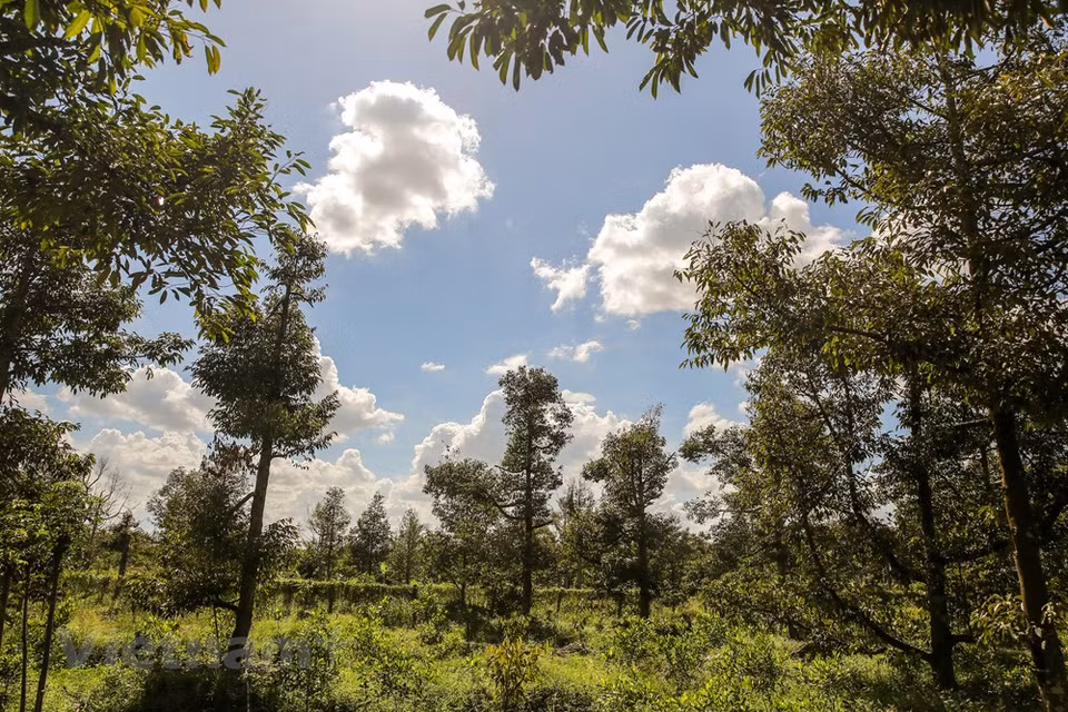 La situación de salinización de tierra en el Delta del río Mekong, el mayor granero de Vietnam, en 2020 fue más severa que el promedio de varios años, pronosticó Phung Tien Dung, representante del Centro nacional de Pronóstico Hidrometeorológico. El flujo de agua al Delta del Mekong en los primeros dos meses del año será muy limitado, aproximadamente de 10 a 30 por ciento menor que el promedio de varios años, explicó. En casos extremos, las sequías, la escasez de agua y la intrusión salina resultó peores que la situación en el período de 2015 a 2016, debido a la prolongada falta de lluvia, junto con la sobreexplotación de los recursos hídricos en la cuenca (Fuente: Vietnam+)