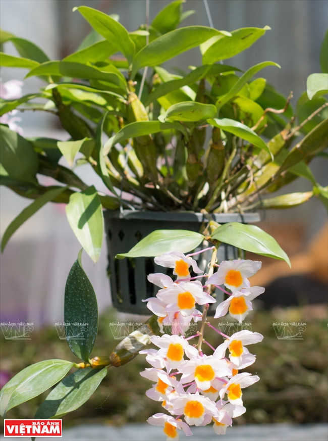 Algunas plantas en el jardín de Van Si (Fuente: VNA)