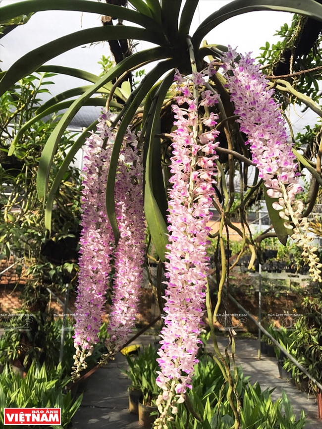 Algunas plantas en el jardín de Van Si (Fuente: VNA)