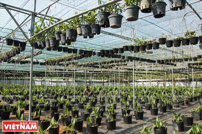 El jardín de Van Si (Fuente: VNA) 