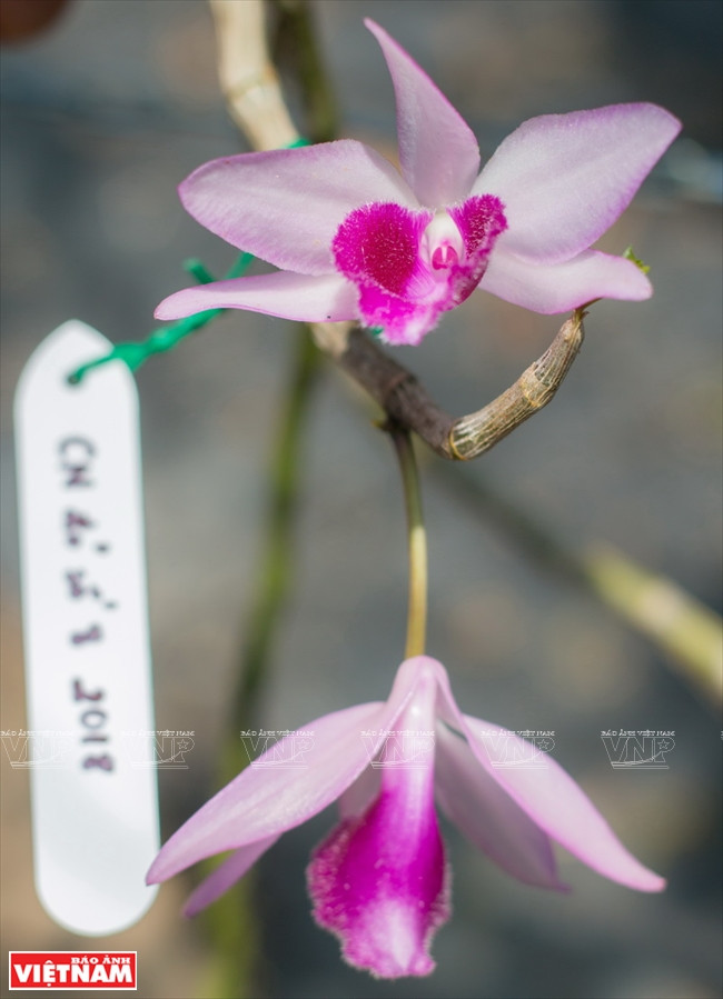 Algunas plantas en el jardín de Van Si (Fuente: VNA)