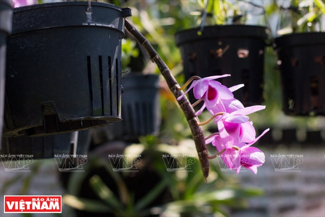 Algunas plantas en el jardín de Van Si (Fuente: VNA)