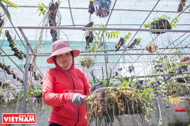 Una trabajadora cuida a las plantas (Fuente: VNA) 