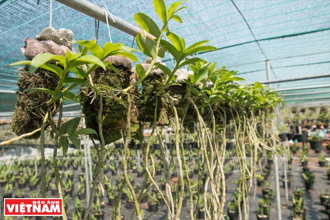 Cada planta requiera minucisoso cuidado (Fuente: VNA) 