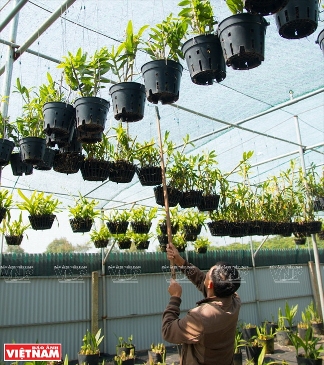 Las condiciones naturales en esta ciudad altiplánica son favorables para el cultivo de las orquídeas salvajes (Fuente: VNA) 