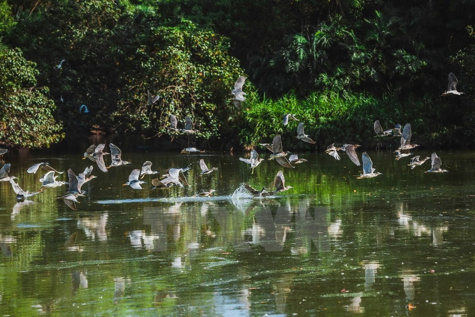 Las aves se reúnen en el jardín durante la temporada de lluvias de mayo a octubre (Fuente: VNA)
