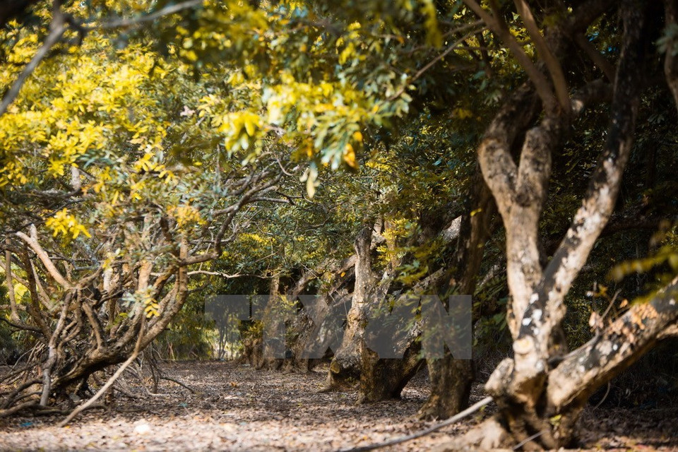 El centenario jardín de longan también está entre las atracciones turísticas de la provincia. Cubre 230 hectáreas en las comunas de Hiep Thanh y Vinh Trach Dong, en la ciudad de Bac Lieu (Fuente: VNA)