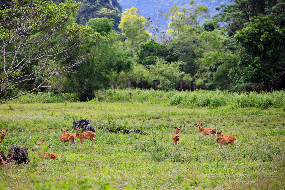 Zona de cría de animales semisalvajes en el Parque Nacional Cat Ba.
