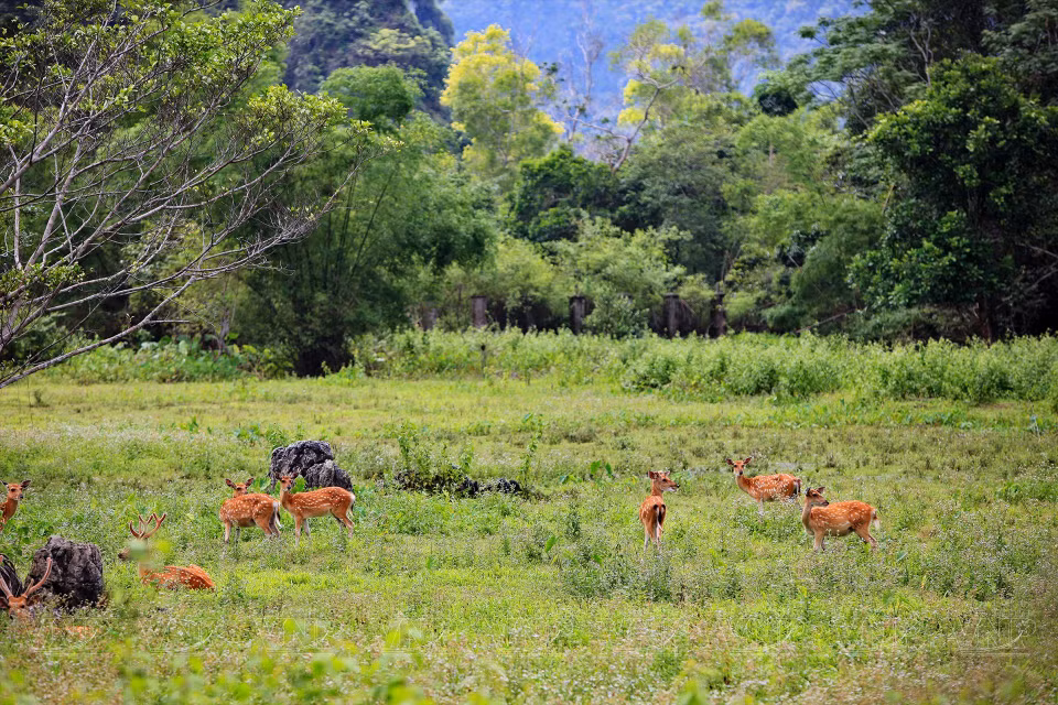 Zona de cría de animales semisalvajes en el Parque Nacional Cat Ba.