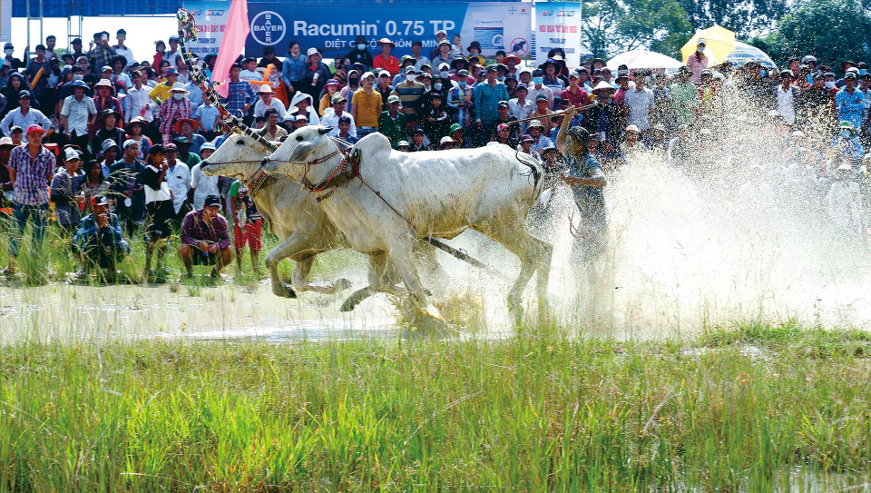 Carrera de toros Bay Nui forma parte del festival Sene Dolta de la minoría étnica Khmer. (Foto: VNA)