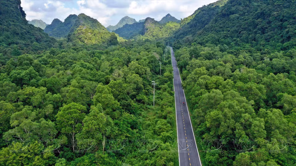 Hermoso camino forestal que conduce al Parque Nacional Cat Ba.