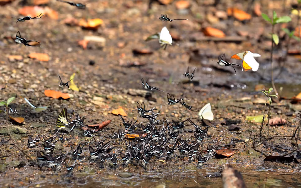 Cada año, alrededor de octubre, los visitantes encontrarán muchas mariposas hermosas y coloridas.