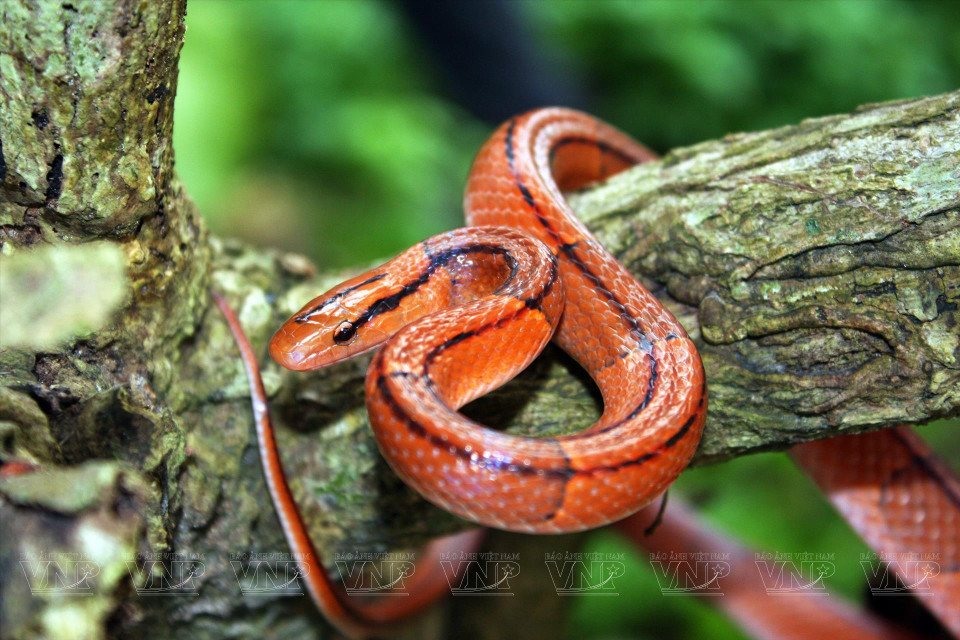 En el Parque Nacional Cat Ba todavía existen muchos reptiles, como serpientes y lagartos.