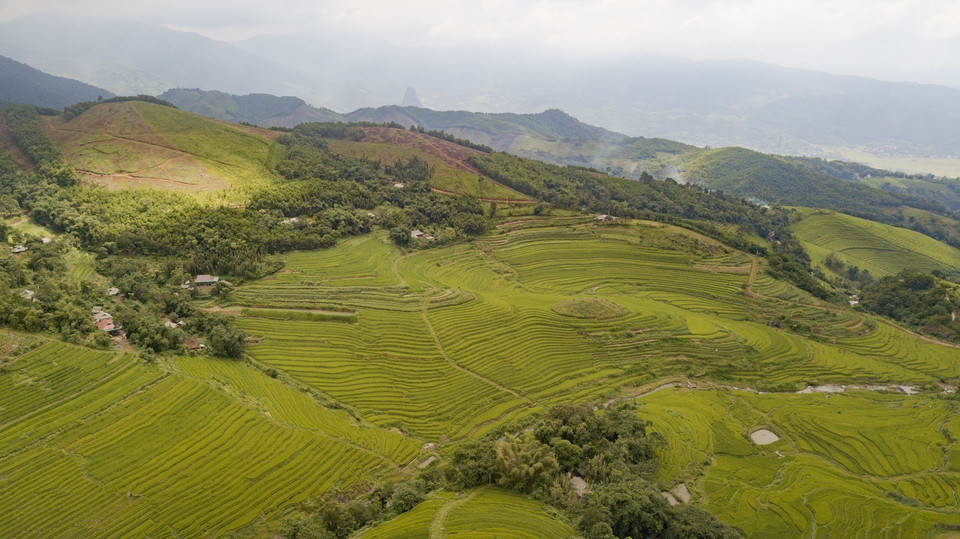 Los campos en forma de terrazas se extienden desde la cima hasta el pie de la colina, creando un paisaje majestuoso (Foto: VNA)