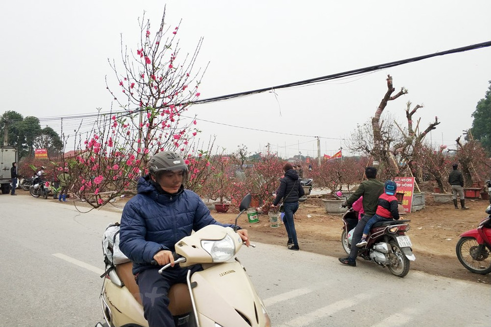 Mercado de flores de melocotón a lo largo de la autopista(Fuente: VNA)