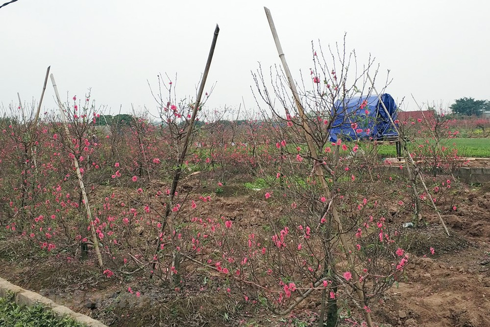 Cultivo de árboles de melocotón para el Tet (Fuente: VNA)