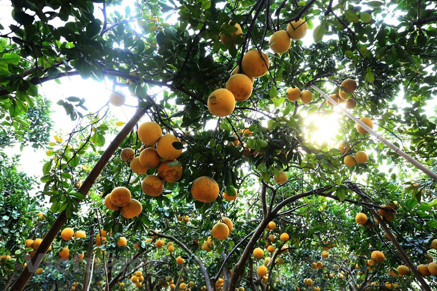 Árbol de pomelo Dien da frutos una vez al año, generalmente florece en febrero y madura con motivo del Tet (Foto: Vietnam+)