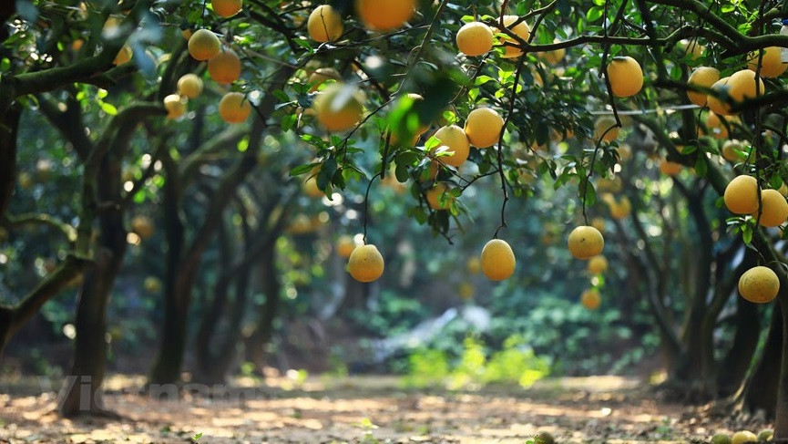 Según los agricultores del pomelo Dien, cuanto más viejos son los árboles, mejor es la calidad de la fruta (Foto: Vietnam+)