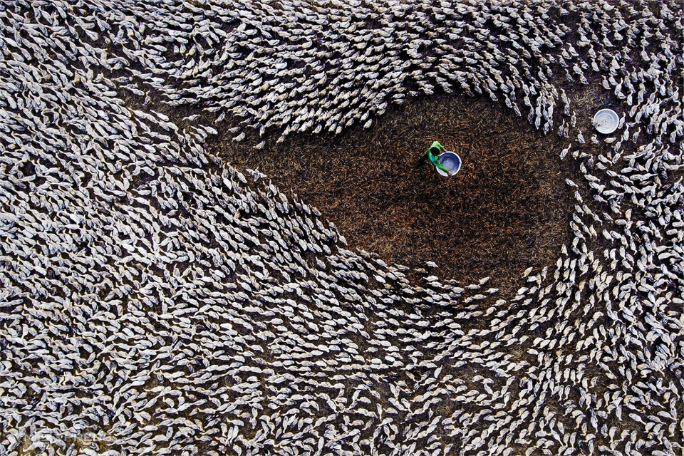La obra "La hora de comida" se exhibe en el 35 Festival de fotografía de arte del Delta del Mekong 2020, capturando la escena de los patos que corren en el campo al anochecer en la comuna de Tan Lap (Foto: vnexpress.net)