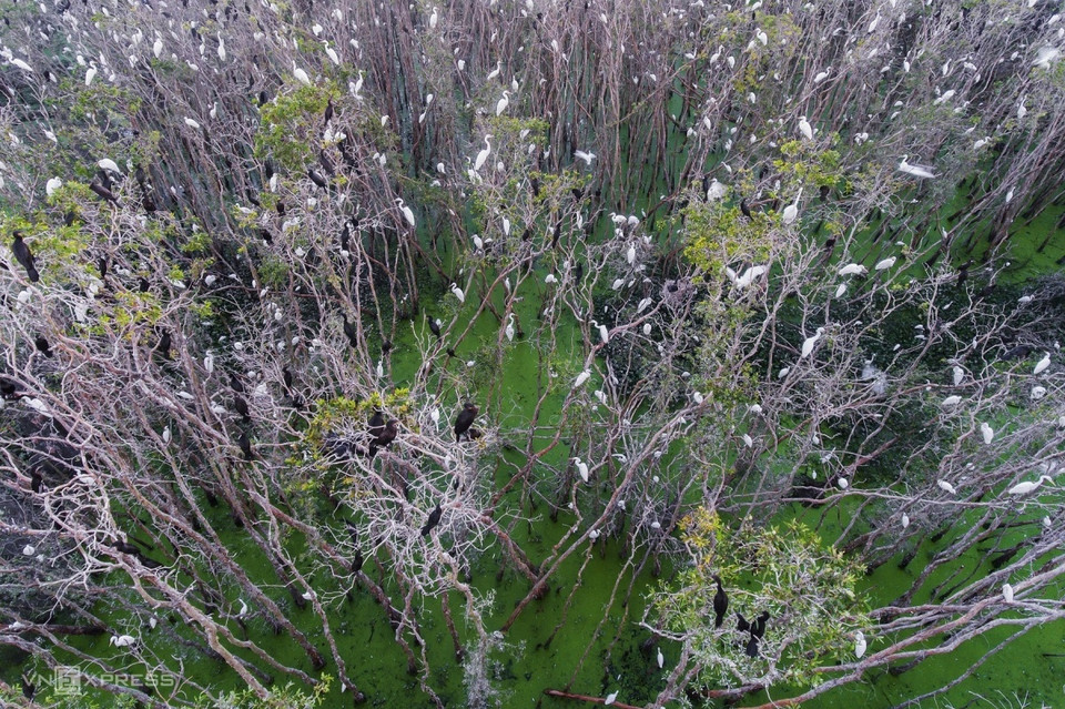 El bosque de melaleuca Tan Lap es un famoso destino de ecoturismo de Long An, con encantadores ríos y plantas de melaleuca que se extienden hasta donde alcanza la vista. Especialmente en la primavera, bandadas de cigüeñas regresan al lugar (Foto: vnexpress.net)