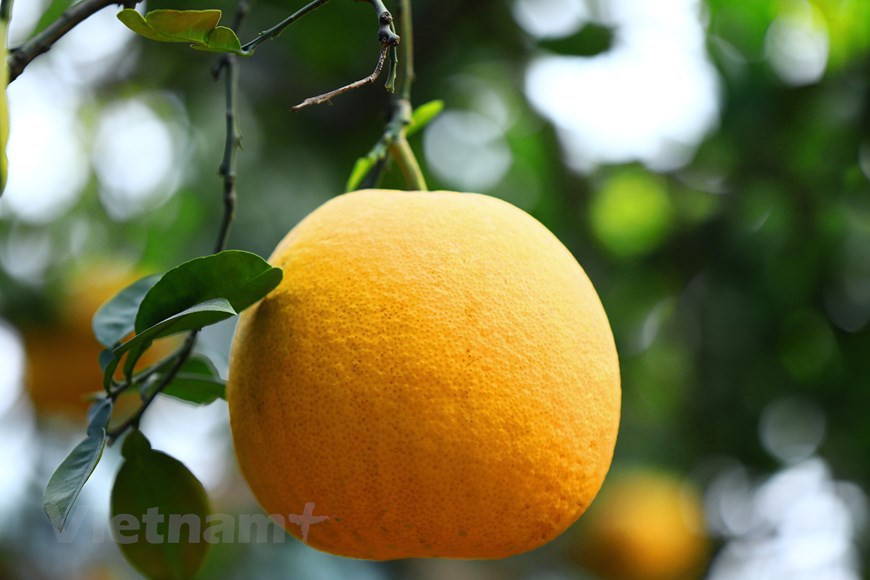 Pomelo Dien es diferente de otros pomelos, con unos 15 centímetros de diámetro y de 0,8 a un kilógramo de peso (Foto: Vietnam+)