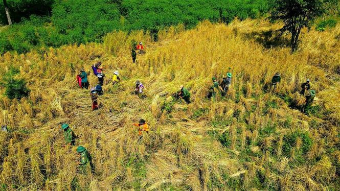 Los guardias de la frontera de Gia Lai ayudan a las personas a cosechar arroz (Foto: VNA)