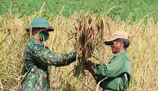 Los guardias de la frontera en Gia Lai ayudan a las personas a cosechar arroz (Foto: VNA)