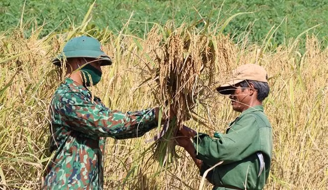 Los guardias de la frontera en Gia Lai ayudan a las personas a cosechar arroz (Foto: VNA)