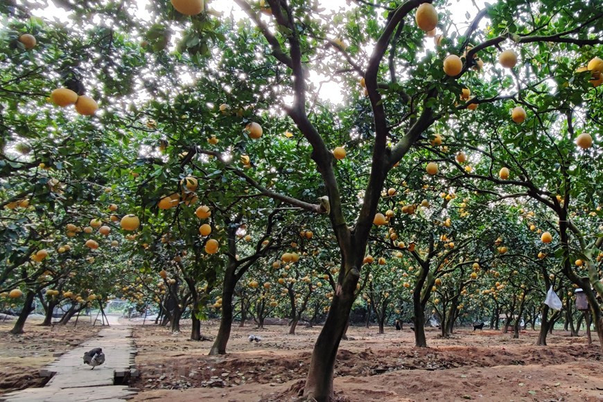 Pomelo Dien es una famosa variedad de esta fruta, cultivada en el barrio de Phu Dien (otrora aldea Dien), en el distrito capitalino de Bac Tu Liem. Los pomelos Dien son de tamaño pequeño, con piel dorada, semillas pequeñas y sabor dulce (Foto: Vietnam+)
