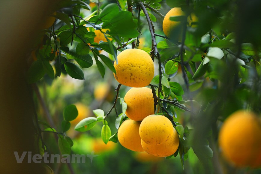El pomelo es una de las cinco frutas indispensables en el “Mam Ngu Qua” (bandeja de cinco frutas) en las celebraciones del Tet en el norte de Vietnam, por lo que los precios de esta variedad pueden ser más caros (Foto: Vietnam+)