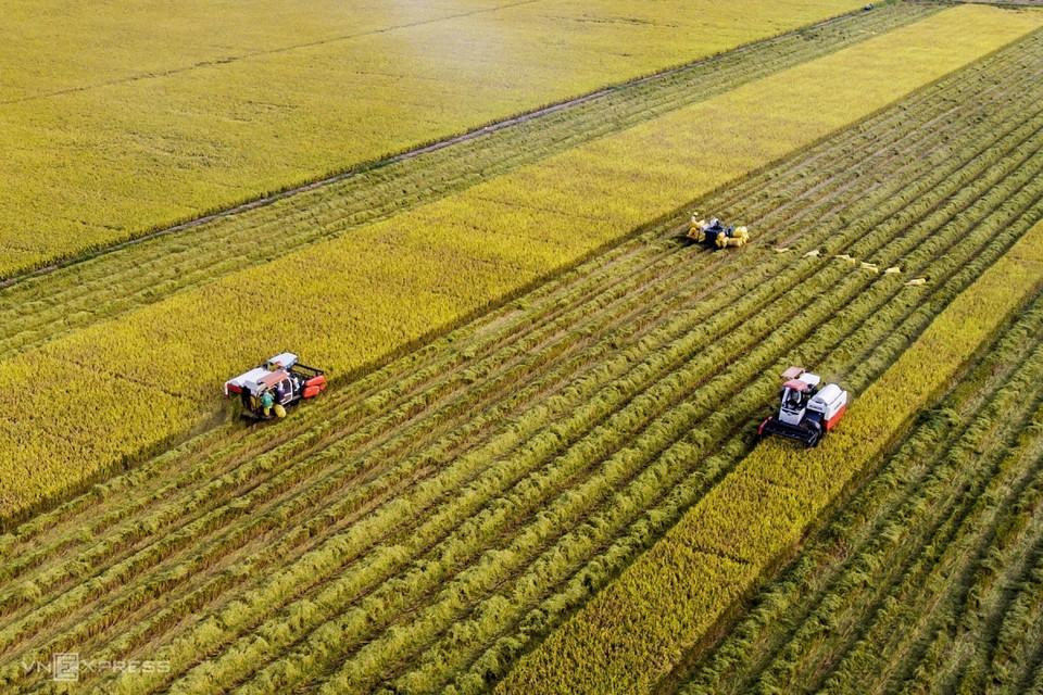 La recolección del arroz maduro dorado en la temporada de cosecha, junto con el rápido ritmo de trabajo, crea una imagen vívida del campo (Foto: vnexpress.net)