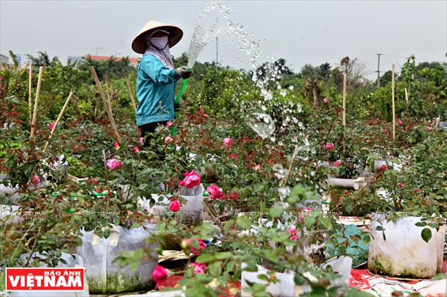 El clima y el terreno aquí son favorables para numerosas especies (Fuente: VNA)
