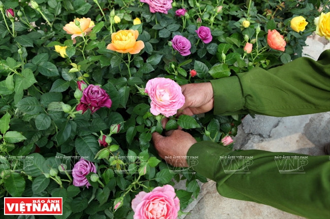 Los agricultores locales también cultivan especies extranjeras (Fuente: VNA)